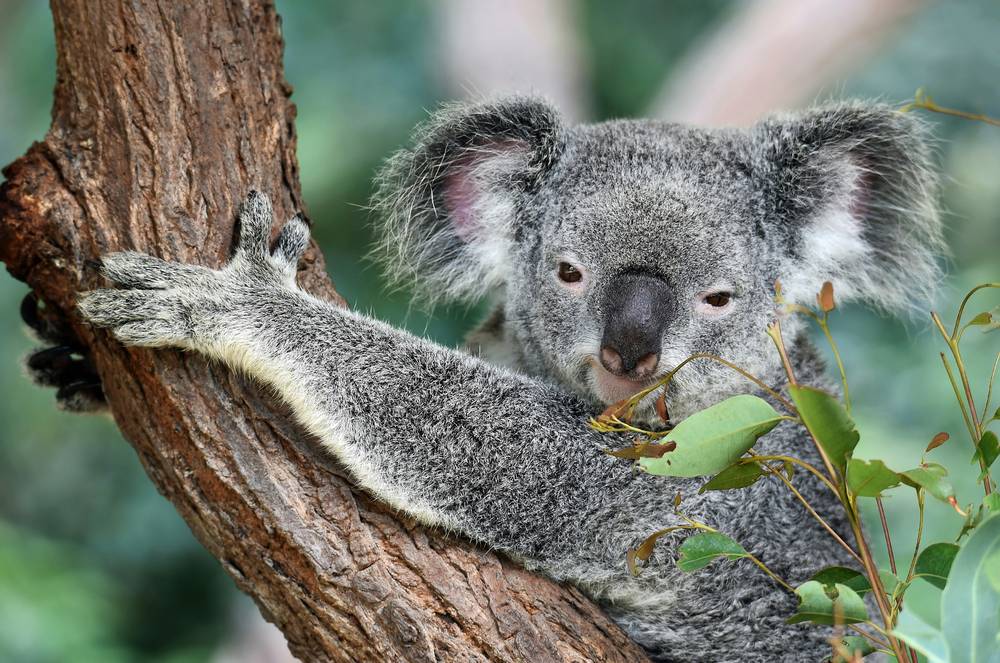 Koala holding a eucalyptus branch in Australia