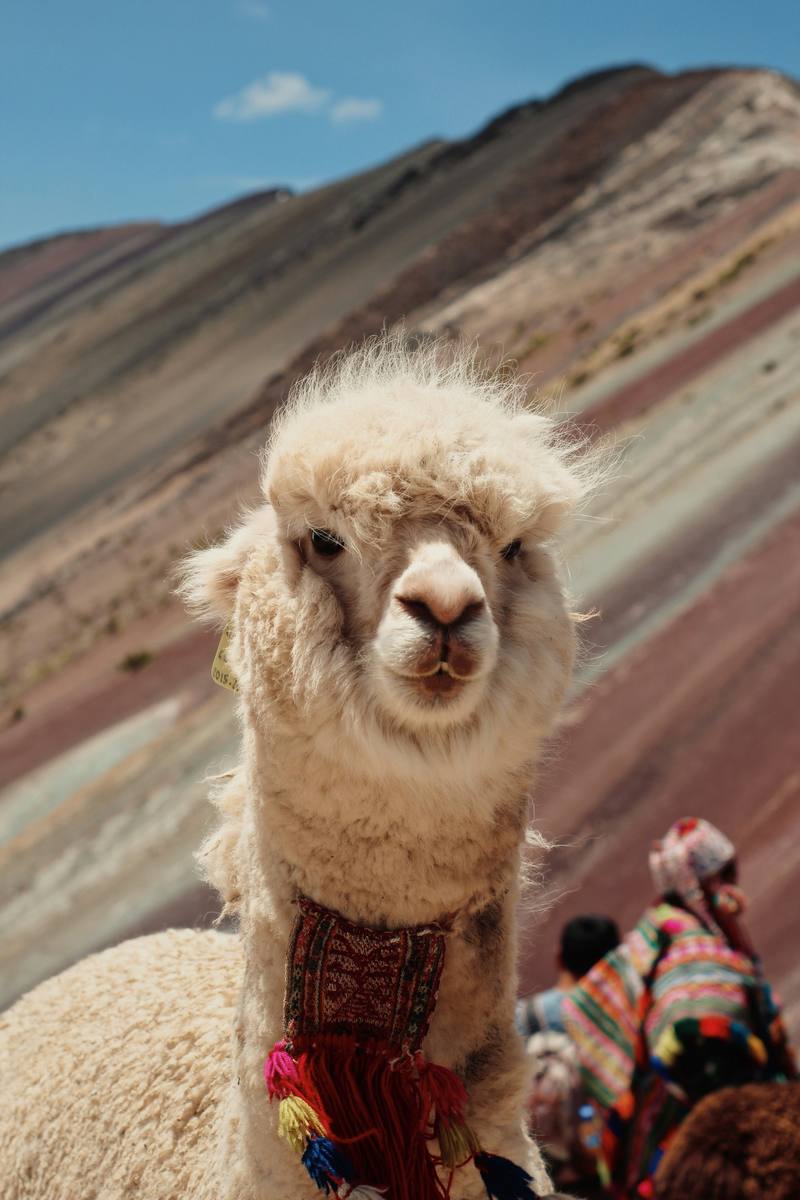 Alpaca in a woven collar in the Peruvian Andes