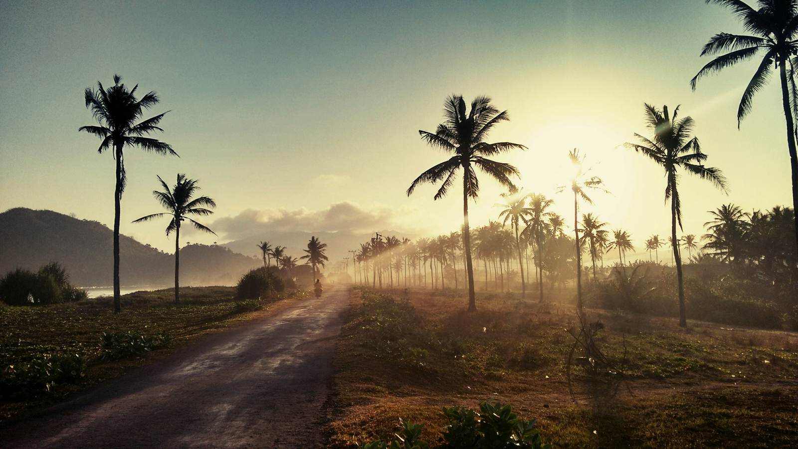 Palm-lined coastal road at sunrise, teach English in Indonesia
